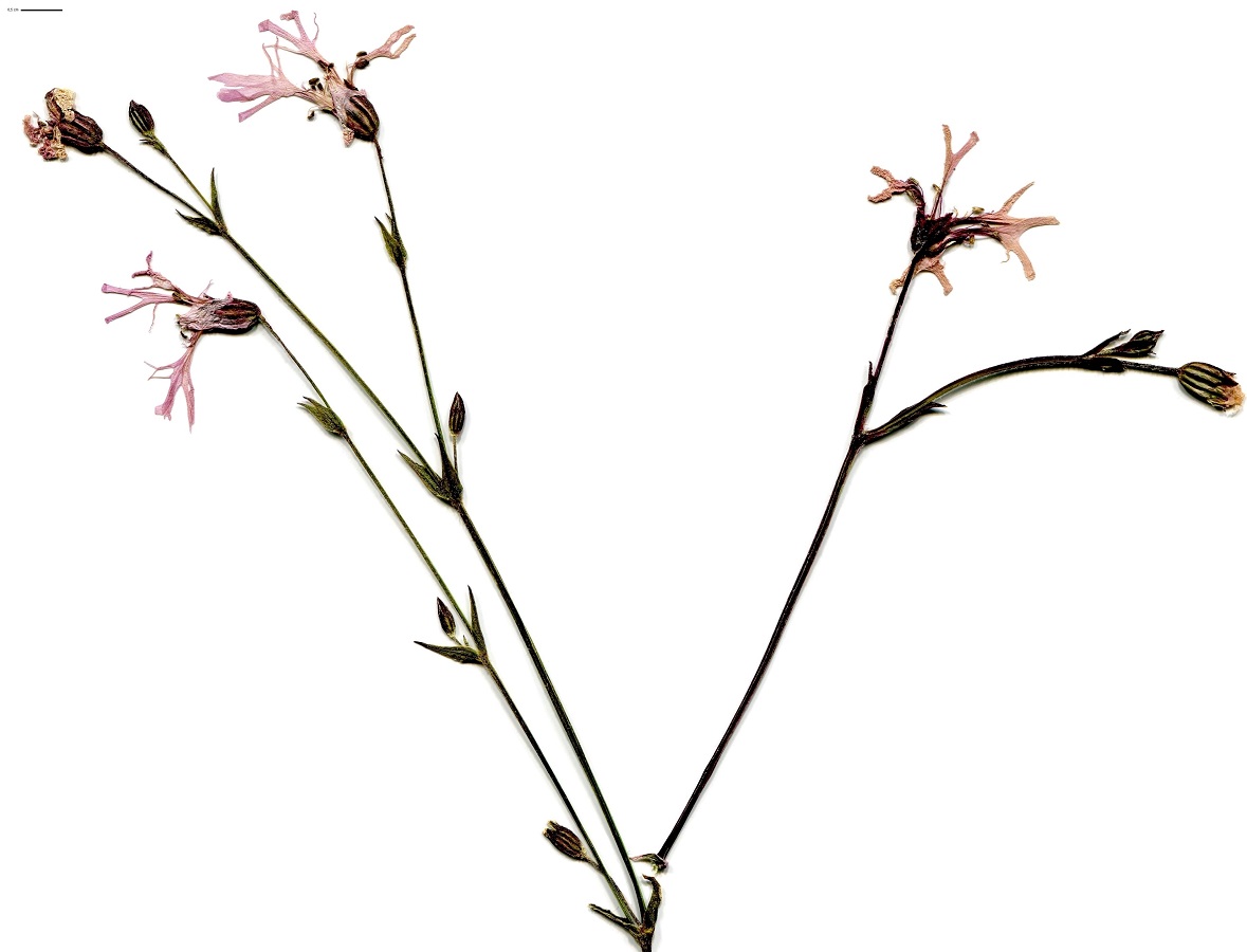 Lychnis flos-cuculi subsp. flos-cuculi (Caryophyllaceae)